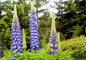 Lupinus arboreus